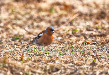 finch in the forest