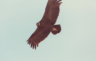 Condor