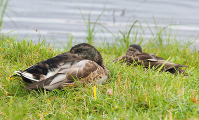 duck teal on the river bank