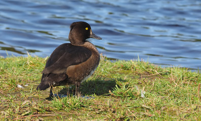 duck Aythya fuligula on the river bank