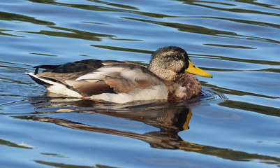 duck on the river bank