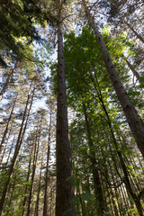 View from below of tall trees in a wood in Spring