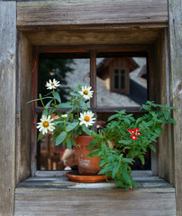 Fototapeta na wymiar old window and flowers
