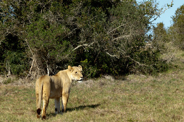 Lioness standing and staring in a distance