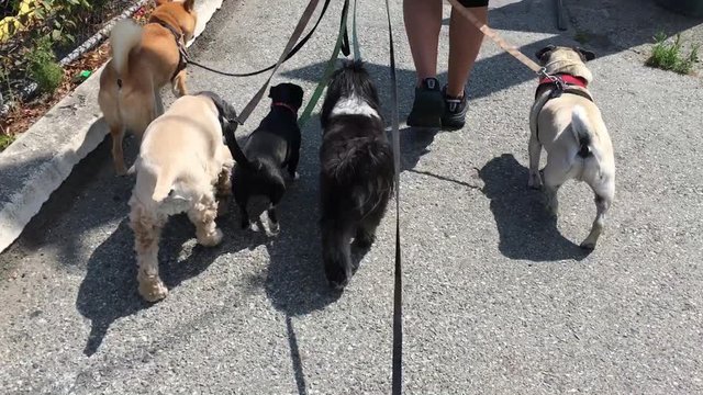 Dog walker walking dogs