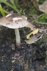 Deer Mushroom (Pluteus cervinus)