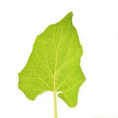 leaf of burdock on a white background