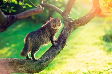 Papier Peint photo autocollant Chat Cute cat sits on a branch of a tree in a garden