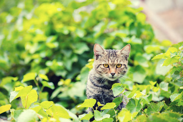 Cat hides in the leaves of grapes