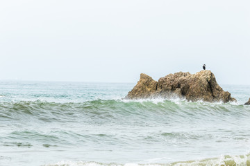 Black bird in El Matador State Beach in Malibu, Southern California