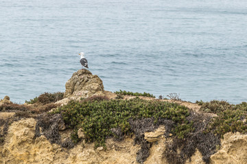 Seagull in El Matador State Beach in Malibu, Southern California