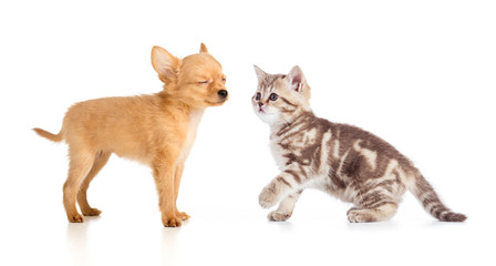 puppy and young cat isolated on white
