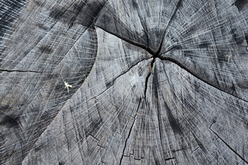 Wood texture of cut tree trunk, close-up; texture, background
