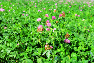 champ de pomme de terres en fleur
