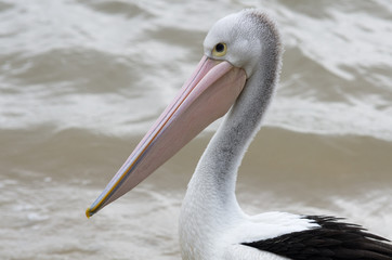Pelican head beak diagonal