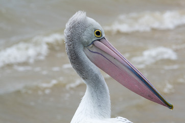 Pelican pink beak angled