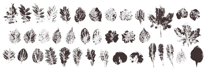 Obraz premium Zestaw z ręcznie robionymi liśćmi pieczęci. Obiekty na białym tle. Czarno-białe plamy liści. Monochromatyczna artystyczna kolekcja kwiatów. Cześć szczegółowa tekstura lasowi liście