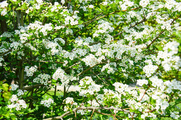 Obraz premium background leaves