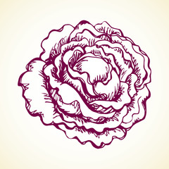 Cabbage. Vector drawing