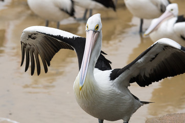 Pelican wings spread