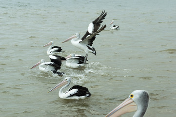 Pelicans landing on water