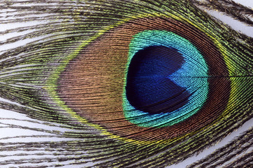 Peacock feathers macro for background or wallpaper