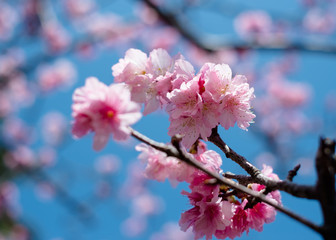 桜