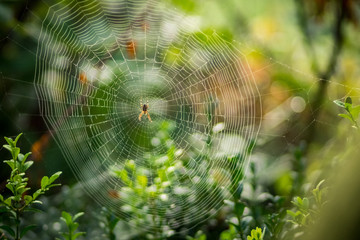 Spinnennetz im Altweibersommer