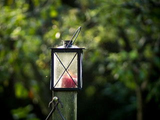 Laterne im Cottage Garden