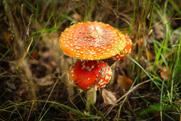 грибы мухоморы в лесу 