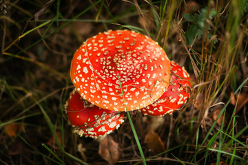 грибы мухоморы в лесу 