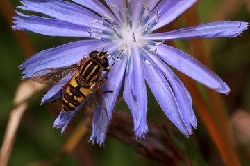 Hoverfly is sittiing on a purple flower. .