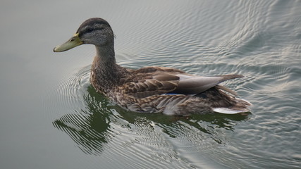 Duck floating in the pond. Evening. Waves.
