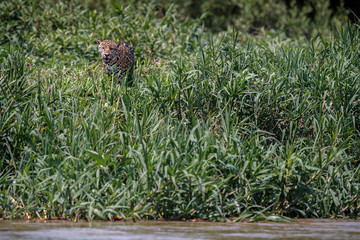 Fototapeta na wymiar American jaguar female in the shade of a brazilian jungle, panthera onca, wild brasil, brasilian wildlife, pantanal, green jungle, big cats