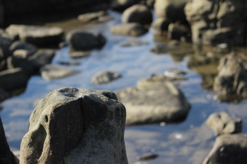 Rock Pools
