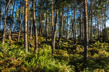 Sunset, trees, National Park of Peneda-Geres, Portugal