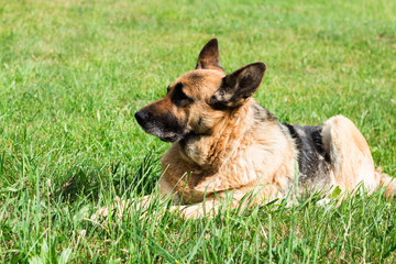 A bored German Shepherd dog lying in grass