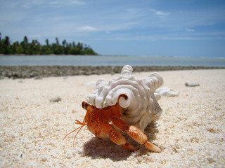Cocos Island Crab