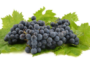 Blue grapes on white background.