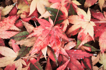 Selective focus on colorful maple leaf with grain texture style for autumn background composition