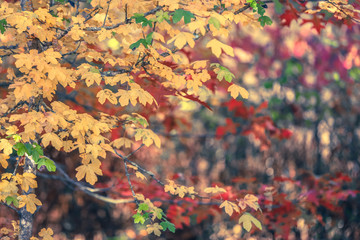 Selective focus on colorful maple leaf with grain texture style for autumn background composition