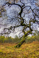 Obraz premium Fau de Verzy