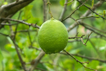 Close up green lime on tree.