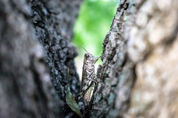 Grasshopper on treee