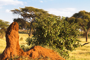 Lonely termitary in savanna. Tanzania, Africa	