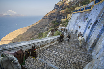 Donkeys on the steps leading down from Fira to Skala, Santorini