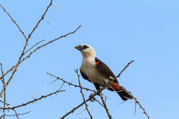Big hangbird on a tree. Tarangire, Tanzania	