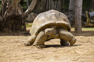Giant turtles, dipsochelys gigantea in island Mauritius
