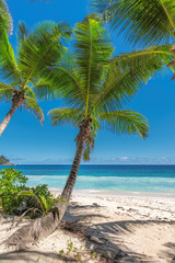 Fototapeta na wymiar Palm trees on tropical beach.