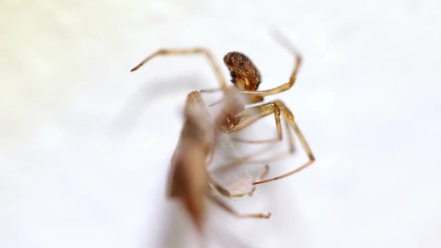 Spider entangling big insect in the nest